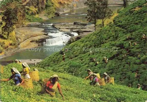 AK / Ansichtskarte  SRI LANKA Ceylon Tea Pluckers