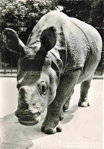 AK / Ansichtskarte  Nashorn Zoologischer Garten Basel Indisches Panzernashorn