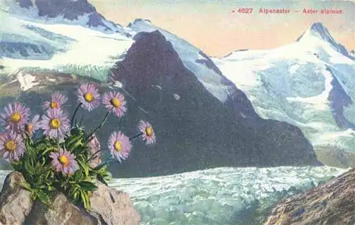 AK / Ansichtskarte  Blumen Flowers Fleurs Alpenaster alpinus