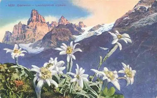 AK / Ansichtskarte  Blumen Flowers Fleurs Edelweiss Leontopodium alpinum