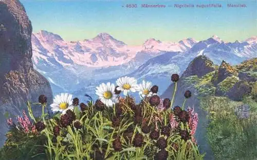 AK / Ansichtskarte  Blumen Flowers Fleurs Maennertreu Nigritella augustifolia Masslieb