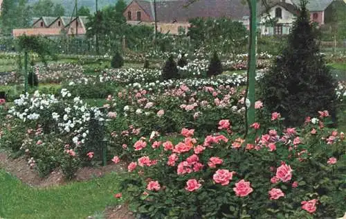 AK / Ansichtskarte  Blumen Flowers Fleurs Luzern