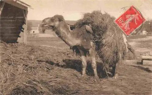 AK / Ansichtskarte  Kamele  Camel Chameau-- charge Algerie