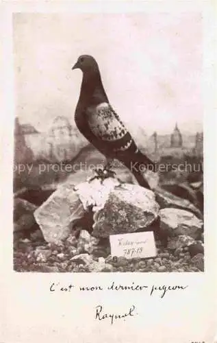 AK / Ansichtskarte  Brieftaube Carrier Pigeon voyageur Colombogramme Commendant RAYNAL Defenseur du Fort de Vaux