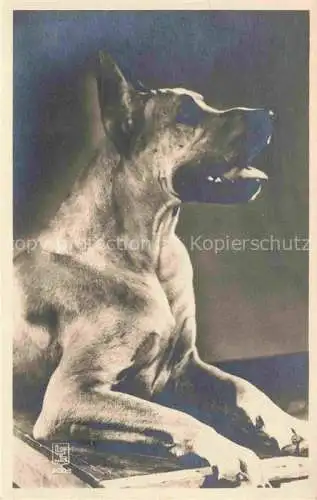 AK / Ansichtskarte  Hunde dogs chiens LE Paris Nr.2003 Edition Superluxe Paris