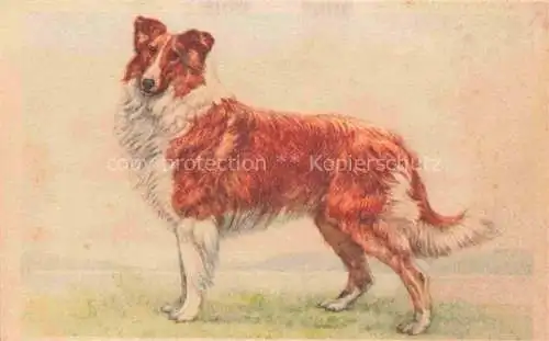 AK / Ansichtskarte  Hunde dogs chiens Collie 