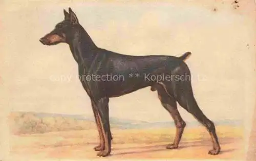 AK / Ansichtskarte  Hunde dogs chiens Dobermann