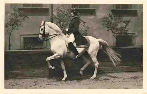 AK / Ansichtskarte  PFERDE Horses Cheval Spanische Reitenschule Wien Piaffe 