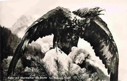 AK / Ansichtskarte  Adler Eagle Aigle Aguila-- Murmeltier Beute Foto Risch Lau Bregenz oesterreich 