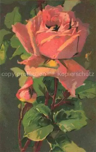 AK / Ansichtskarte  Rosen Roses Rosas-- Litho Rosa T.A.M. Nr.1101