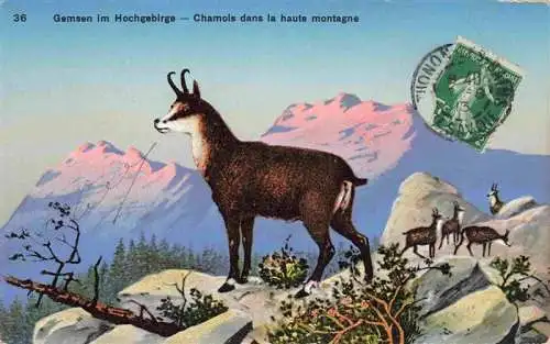 AK / Ansichtskarte  Gemsen Chamois Gamuza Camosicio-- im Hochgebirge dan la haute montagne