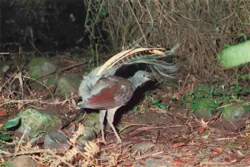 AK / Ansichtskarte  Voegel Birds Oiseaux The Lyrebird Australia