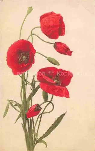 AK / Ansichtskarte  Mohnblumen Blumen Flowers Fleurs Litho 