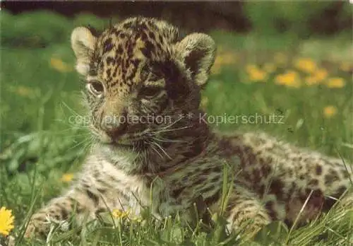 AK / Ansichtskarte  TIERE Animals Animaux Animales Animali-- Petit Jaguar Baby 