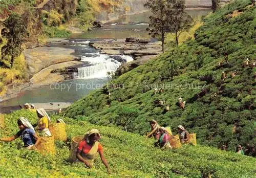 AK / Ansichtskarte  SRI LANKA Ceylon Tea Plantation with Tea Pluckers