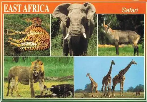 AK / Ansichtskarte  TIERE Animals Animaux Animales Animali-- Wildlife of africa Elefanten Loewe Giraffe Kenya 