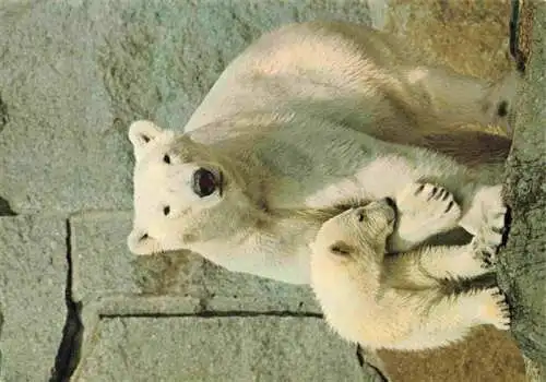 AK / Ansichtskarte  Zoo Gardin Zoologique-- Eisbaer mit Jungen Berlin 