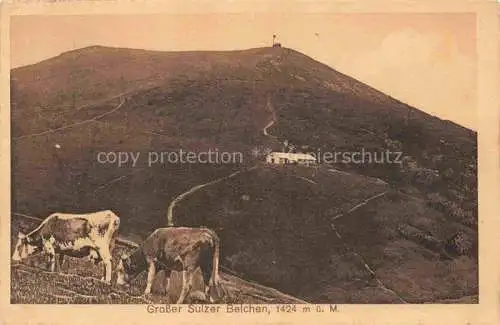 AK / Ansichtskarte  Sulz Guebwiller Soultz Elsass 68 Haut-Rhin Grosser Sulzer Belchen Kuehe