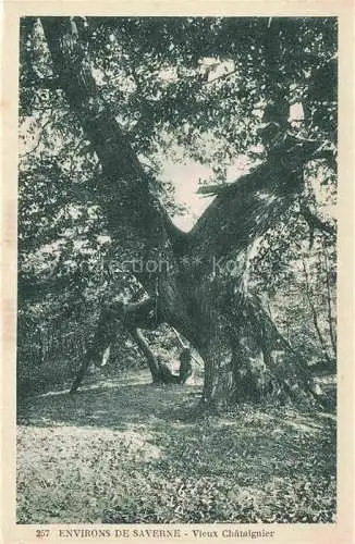 AK / Ansichtskarte  Saverne Zabern 67 Bas Rhin Alsace Vieux châtaignier