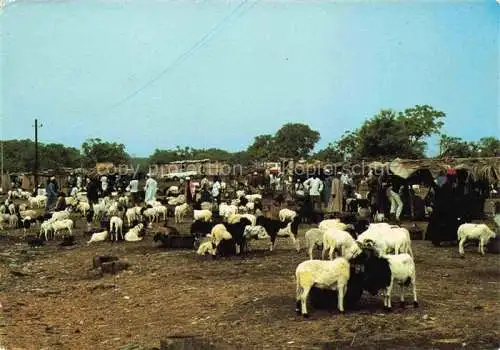 AK / Ansichtskarte  Conakry Konakry Guinea Marché aux moutons