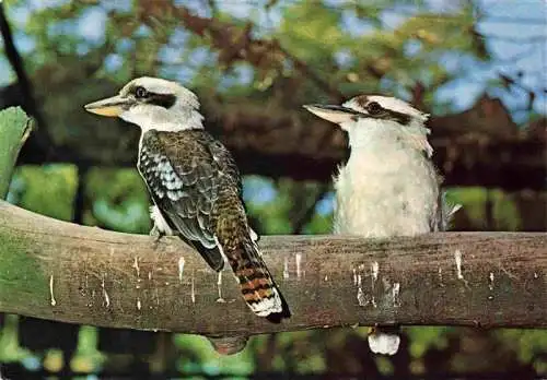 AK / Ansichtskarte  Voegel Birds Oiseaux Kooraburras Taronga Park Sydney Australia