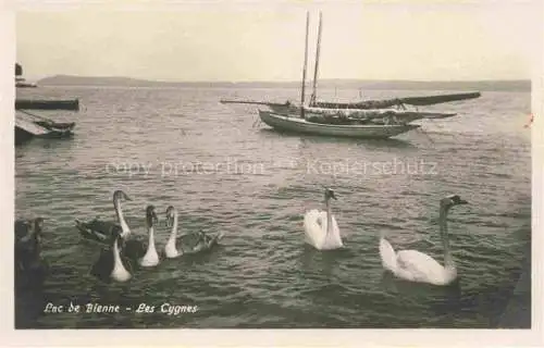 AK / Ansichtskarte  Lac de Bienne Bielersee BE Les cygnes