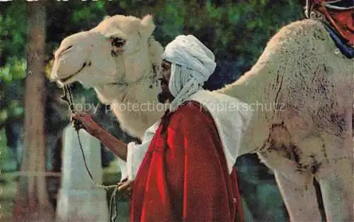 AK / Ansichtskarte  Kamele  Camel Chameau-- chamelier Maroc Marokko l'afrique du Nord