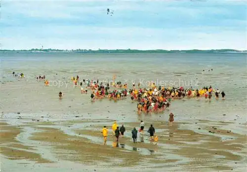 AK / Ansichtskarte  Insel Foehr und Amrum Wattwanderung