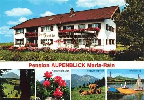 AK / Ansichtskarte  Maria Rain Allgaeu Bayern Pension Alpenblick Landschaftspanorama Alpenrosenblueten Allgaeuer Alpvieh Gruentensee