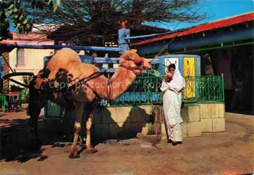 AK / Ansichtskarte  La Marsa Tunis Tunesie Café du Saf-Saf Kamel