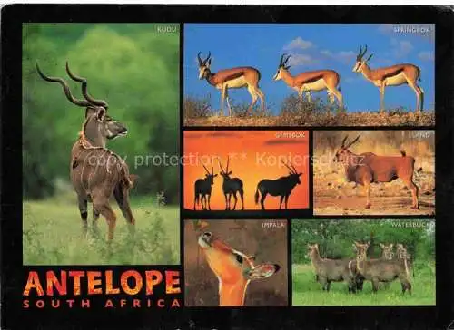 AK / Ansichtskarte  Africa Afrique Afrika Volksleben Typen Antelope Impala Eland Springbok Gemsbok