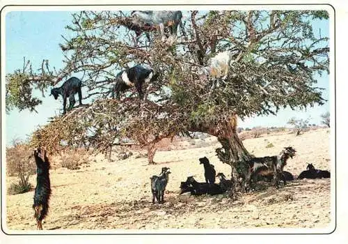 AK / Ansichtskarte  Ziege Goat Chevre-- Maroc Typique 