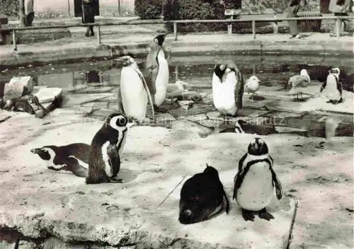 AK / Ansichtskarte  Pinguin Wilhelma Stuttgart 