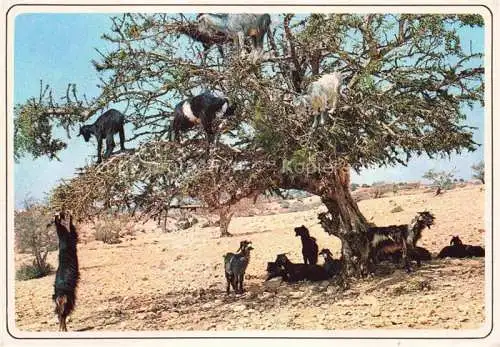 AK / Ansichtskarte  Ziege Goat Chevre-- Maroc Typique 