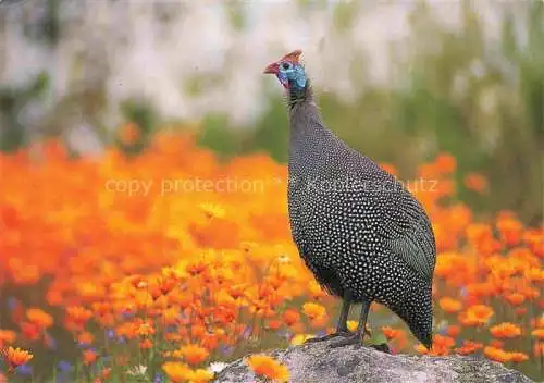 AK / Ansichtskarte  Voegel Birds Oiseaux Helmeted Guinea Fown Numida Meleagris