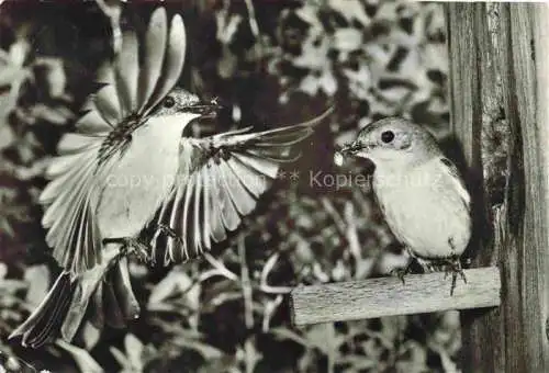 AK / Ansichtskarte  Voegel Birds Oiseaux Trauerschnaepper 