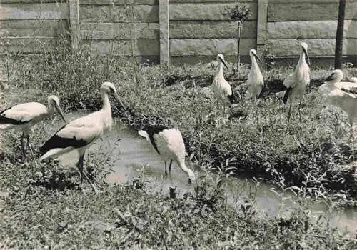 AK / Ansichtskarte  Voegel Birds Oiseaux Schweiz Vogelwarte Sempach Stoerche