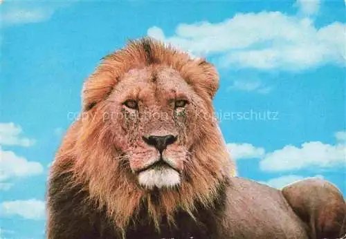 AK / Ansichtskarte  Loewe Lion-- East Africa Wildlife 