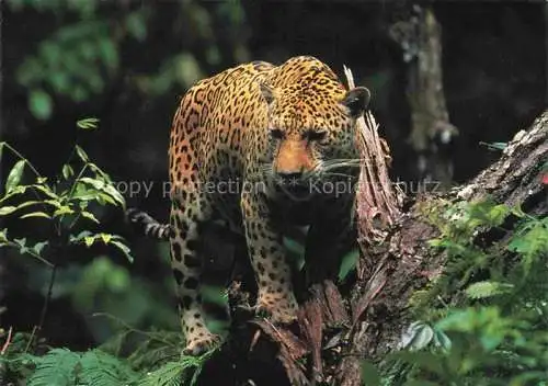 AK / Ansichtskarte  TIERE Animals Animaux Animales Animali-- Jaguar Panthera WWF Latein Amerika