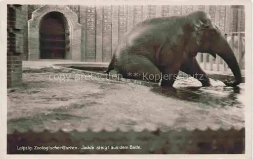 AK / Ansichtskarte  Zoo Gardin Zoologique-- Leipzig Elefant Jackie