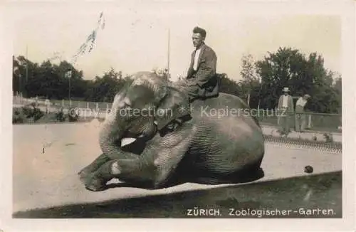 AK / Ansichtskarte  Zoo Gardin Zoologique-- Zuerich Elefant