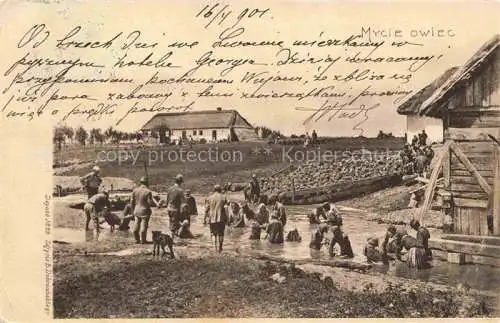 AK / Ansichtskarte  Lwow Lemberg Lviv UA Mycie owiec