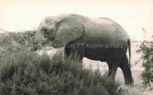 AK / Ansichtskarte  Elefant 