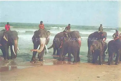 AK / Ansichtskarte  Elefant Srie Lanka Meer Baden