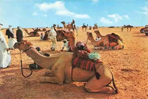 AK / Ansichtskarte  Kamele  Camel Chameau-- Wueste 