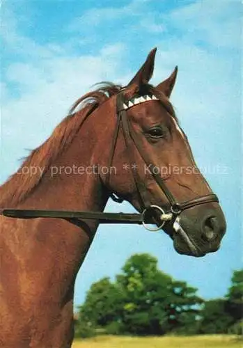 AK / Ansichtskarte  PFERDE Horses Cheval Braun Portraet