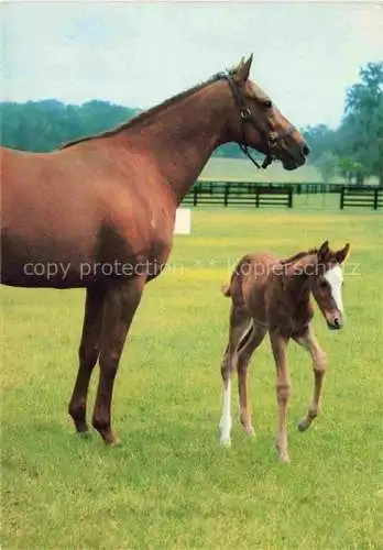 AK / Ansichtskarte  PFERDE Horses Cheval Braun Baby Mutter
