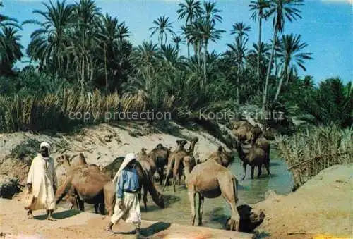 AK / Ansichtskarte  Kamele  Camel Chameau-- Sud Tunisien Palmen