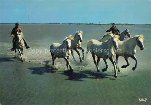 AK / Ansichtskarte  PFERDE Horses Cheval Vervolgung Wild sauvage