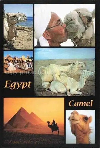 AK / Ansichtskarte  Kamele  Camel Chameau-- Egypten Red Sea